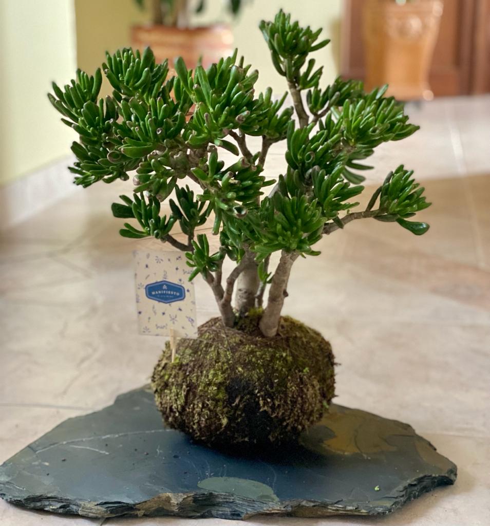 Kokedama 