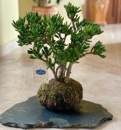 Kokedama 