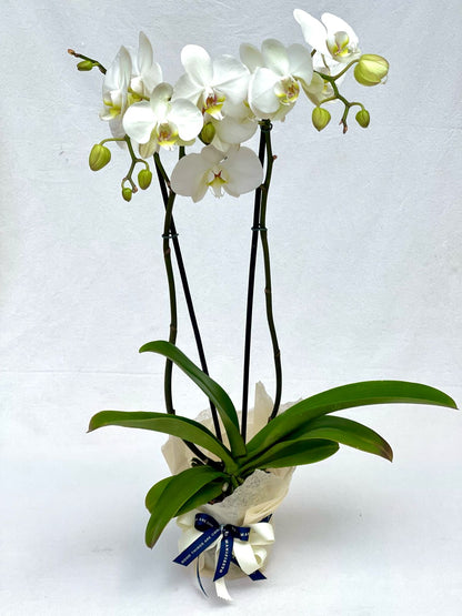 Orquídea