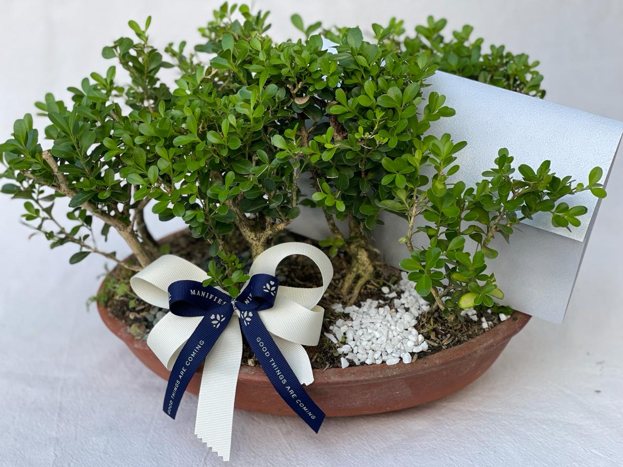 Bonsai de Bosquecito