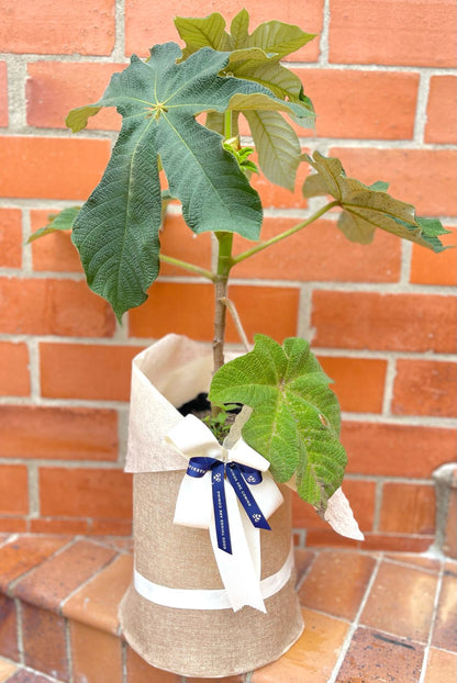 Árbol para sembrar en familia