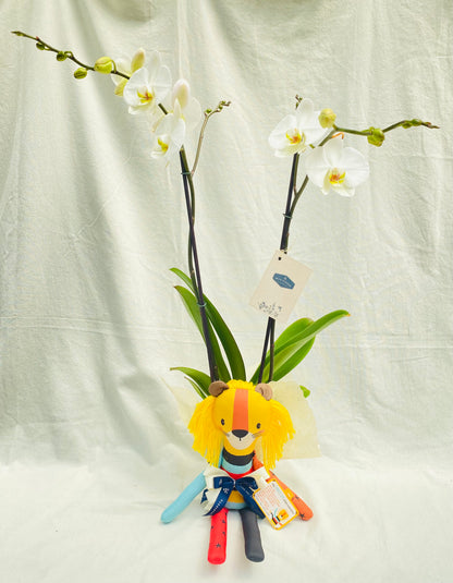 Orquídea con muñeco